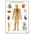 3D Poster - Blood Circlation System